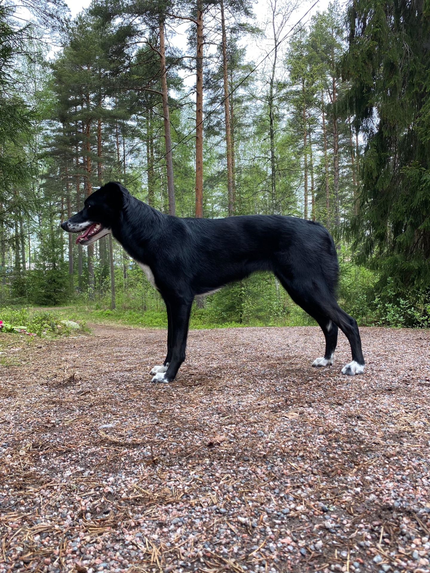 emä: Taint ''Prim''